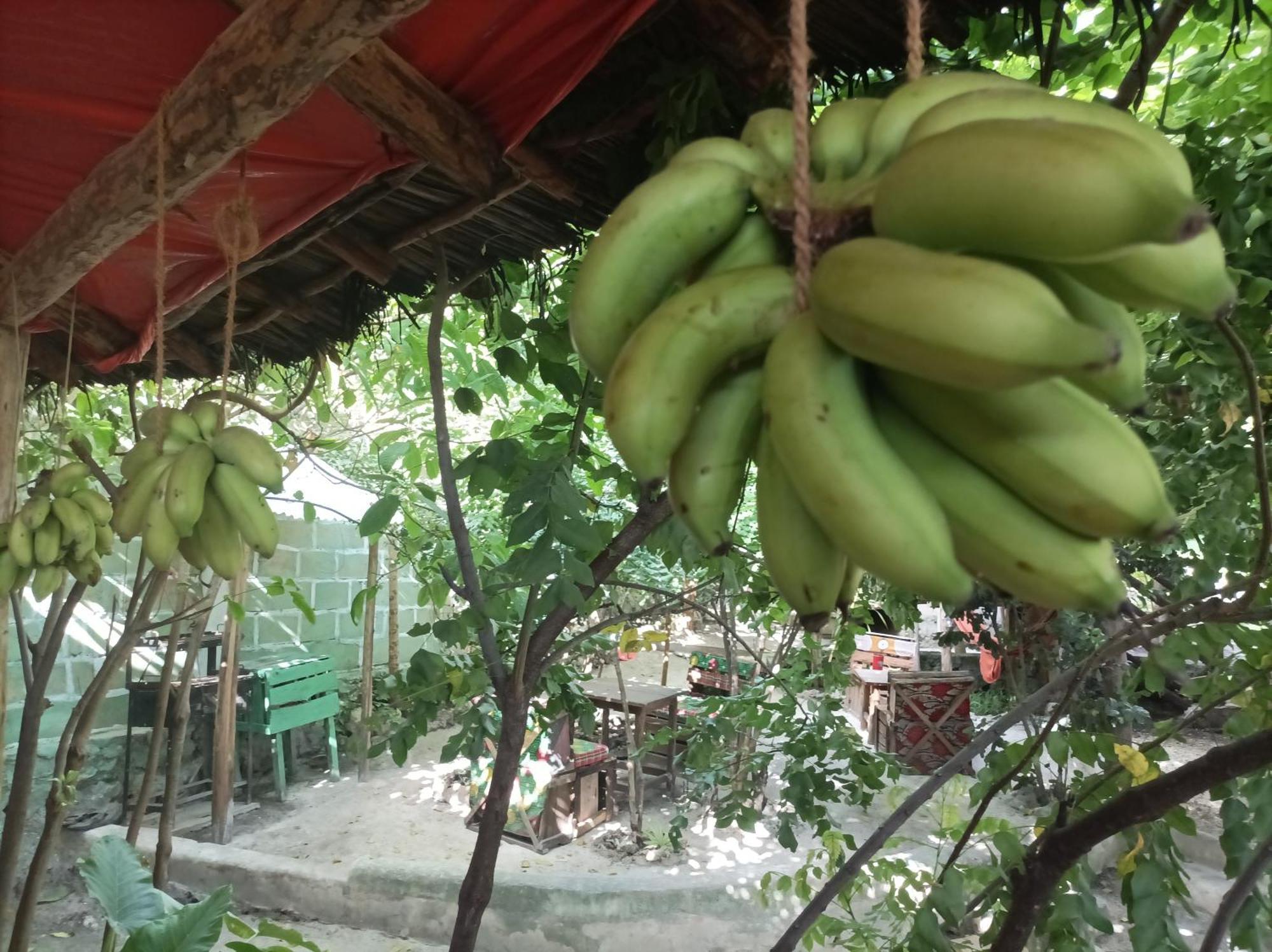 Bed and Breakfast Mamarasta Bwejuu Exterior foto